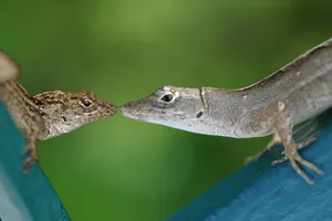 A Kiss For Me?