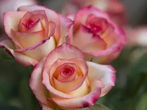 The Secret Scents of Valentine’s Day