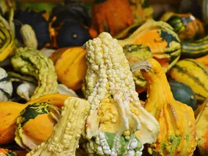 Pumpkins: From Guts to Glory